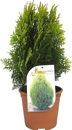 Thuja Natural Planta Arbustiva Fácil de Cuidar Ideal para Jardines y Terrazas
