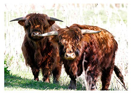 The Art Stop PHOTO HIGHLAND COW FARM HORNS SCOTLAND FRAMED PRINT F12X3636