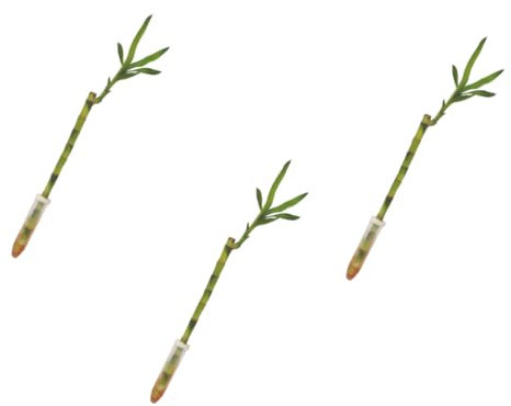 verdecora Lucky Bamboo | Bambú de la Suerte | Planta Natural de Interior (Recto 30cm Pack 3 Unidades)