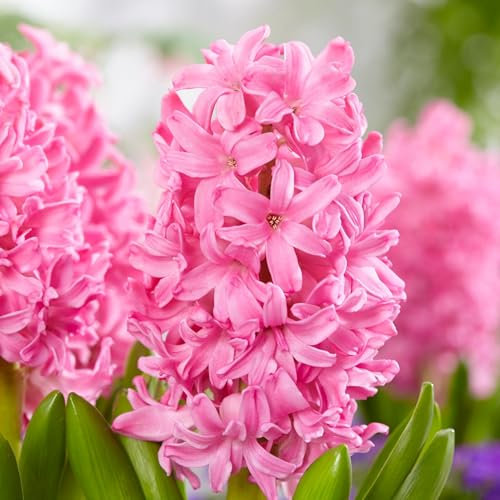 Plant in a Box - Colora il tuo giardino 'Pink Blush' - Set da 25 bulbi - Tulipani & giacinti - Fiori primaverili precoci per il giardino - Fiori rosa - Piantagione autunnale