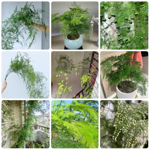 Asparagus Fern, Zierspargel, grünpflanzen büropflanzen Asparagus Setaceus, alte sorten zimmerbonsai deko wohnzimmer exotische winterhart zimmerpflanzen 80Samen
