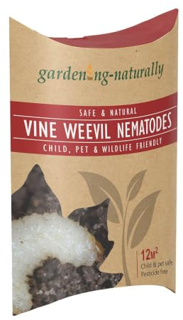 Vine Weevil Nematodes Treatment for Vine Weevil in Pots Effective Larvae Control Garden Pest Solution Covers 12 Square Metres