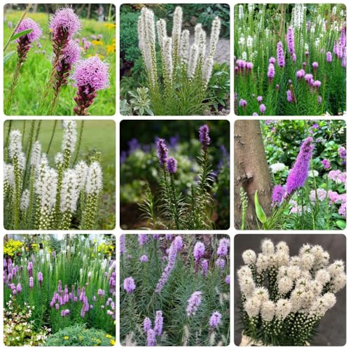 Semi di magnolia, copertura del terreno, perenne Liatris spicata, Le da balcone sono Le da giardino sono perenni 800pcs
