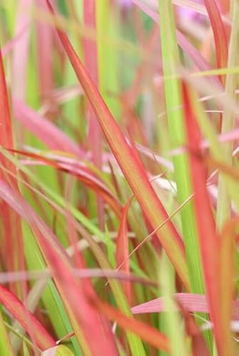Imperata cylindrica 'Red Baron' – 24 Pflanzen – 10-25 cm – Ø9 cm – Japanisches Blutgras – Auffälliges Ziergras für Beete & Kübel