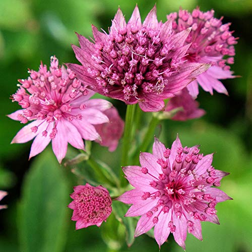 Astrantia Roma Große Sterndolde Rosa Blühende Stauden-Außenpflanze im Topf