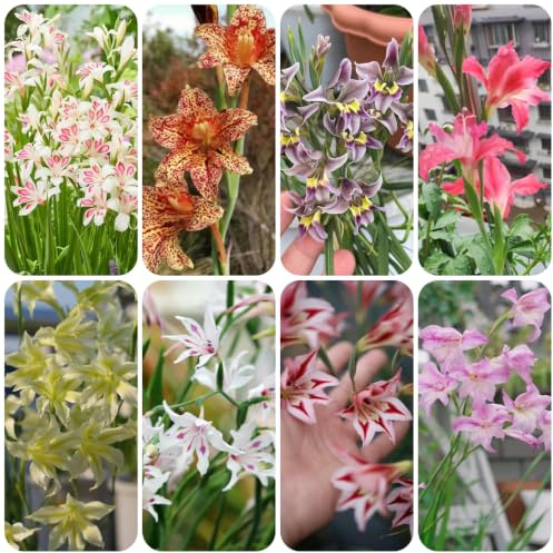 gladiolos de otoño resistentes con Cubresuelos raros primaveral 15bulbos