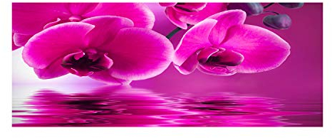 Tulup Glas-Bild Wandbild aus Glas - Wandkunst - Wandbild hinter gehärtetem Sicherheitsglas - Dekorative Wand für Küche & Wohnzimmer 125x50 - Blumen & Pflanzen - Orchidee - Rosa