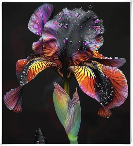 Iris Bulbs for Planting, Excellent Display, Bearded Iris Bulbs,Wedding Flowers, Natural Organic, Cut Flowers, Good for Containers-4 Bulbs-i