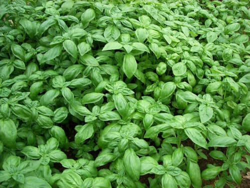 100 SEMI DI BASILICO GENOVESE O CLASSICO semi freschi