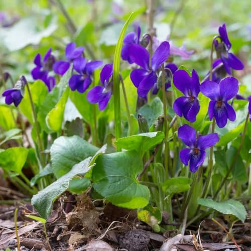 semillas de violeta dulce viola odorata de jardín, cocina, silvestres, balcón de silvestres, balcón 35pcs