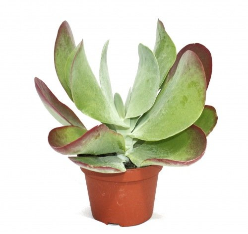 Kalanchoe thyrsiflora Red Lips - Maceta (10,5 cm), diseño de labios rojos