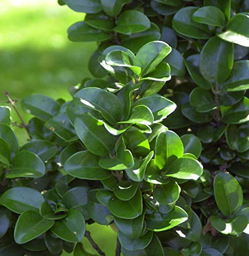 Japanischer Liguster Rotundifolium 30-40cm - Ligustrum japonicum - lebende Gartenpflanze aus den Baumschulen