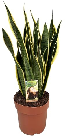 Plant in a Box - Sansevieria Laurentii - Plante d'intérieur facile - Langue de belle-mère - Pot 21cm - Hauteur 65-75cm