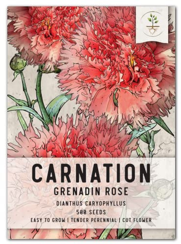 Seed Needs Grenadin Rose Carnation Seeds for Planting - Heirloom & Open Pollinated Cut Flowers - Pink Flowers to Grow a Butterfly Garden (1 Pack (500 Seeds))
