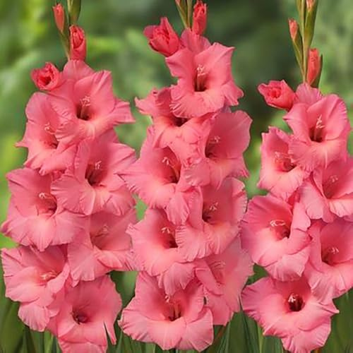 Bombilla de gladiolos,perennes resistentes,Bombilla de de rápido crecimiento Decoración de jardín,para plantar,decoración de sala de estar moderna.8pcs
