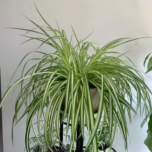 Grünlilie - immergrüne winterhart pflegeleichte zimmerpflanzen exotische geschenke für gärtner kletterpflanzen grünpflanzen dekopflanzen zimmerpflanzen luftreinigende 180Samen
