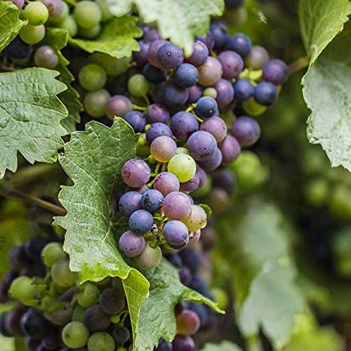 Grape Vitis 'Boskoop Glory' Deciduous Hardy Climbing Fruit Shrub Plant in Pot (9cm Pot, 20-30cm)