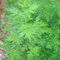 Saterkali Semillas de plantas de Artemisia Annua, 50 piezas/bolsa Semillas de plantas frescas de Artemisia Annua Semilla
