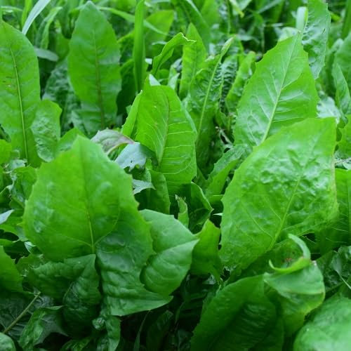 50pcs graines de légumes chicorée Spadona vertes