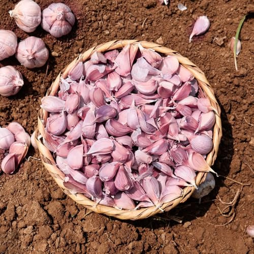 knoblauch - pflanzknoblauch kräuterbeet grünpflanzen nachhaltige geschenke bio bodendecker gartenkräuter heilkräuter gemüsesamen balkon wintergemüse kräuterpflanzen bio gemüsesamen 350samen