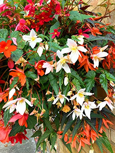 Nine White Trailing Begonia Corms (Begonia grandiflora) Free UK Postage