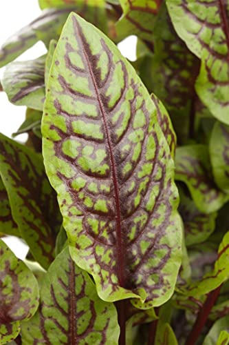 Rumex sanguineus 9x9 cm Topf – Winterhart, Mehrjährig, Pflegeleicht – Blutampfer – Küchenkraut für Salate & Kräuterbeet