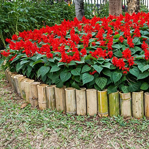 Salvia Seeds 'Sahara Red' Half-Hardy Annual Red Blooms Long Flowering Easy to Grow Your Own Garden Flowers Ideal for Bedding 1x Packet (Approx. 40 Seeds) by Thompson and Morgan
