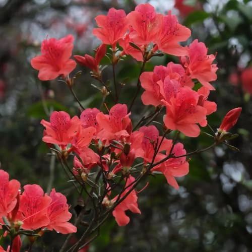 semillas de rododendro jardín de decoracion las azalea son resistentes herbáceas resistentes para jardín, semillas 10pcs