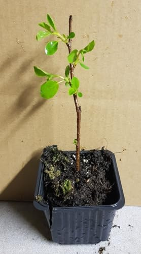 Prunus x 'Carmine Jewel' / Griottier nain/Godet/Fruitier nain