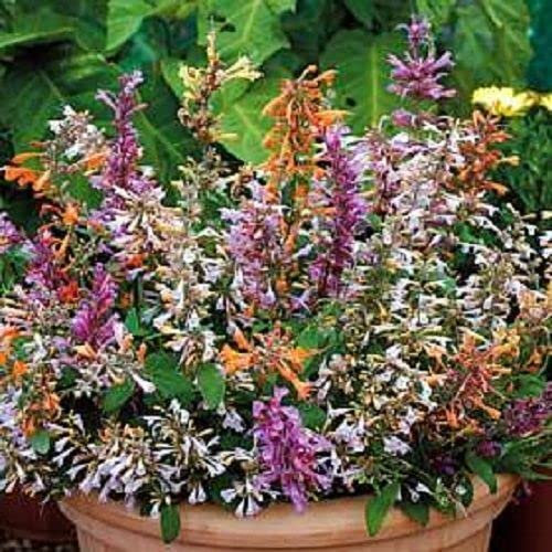 30+ Agastache Fragrant Delight Flower Seed Mix Perennial