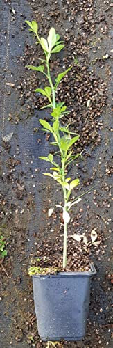 Poncirus trifoliata (Semis) / Oranger trifolié/Godet