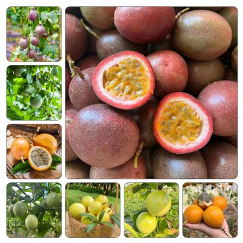 maracuja giardino biologici di balcone 150semi