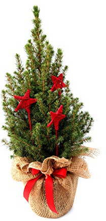 Zuckerhutfichte Picea glauca Conica 40-50 cm im Topf winterhart | Festliche Dekoration, Jute mit Schleife, 3 rote Sterne, immergruen, pflegeleicht, ideal fuer Balkon und Terrasse