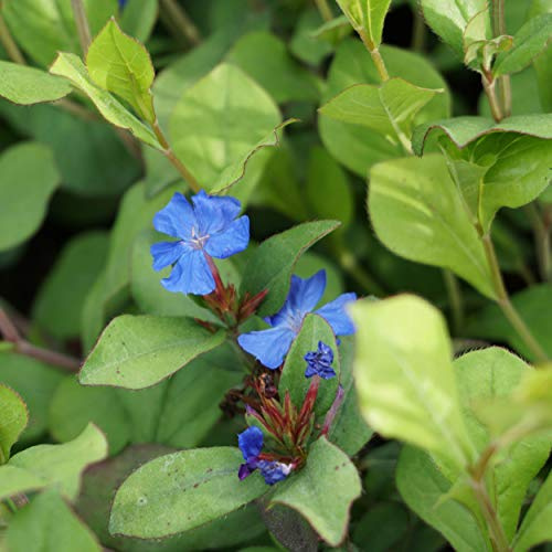 Blumixx Stauden Ceratostigma plumbaginoides - Bleiwurz blau