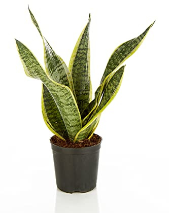 Sansevieria Trifasciata Laurentii Planta Serpiente o Lengua de Suegra