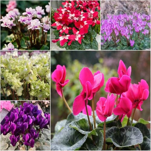 alpenveilchen blumensamen gartenpflanzen pflanztopf dachbegrünung exotische frühlingsblumen balkon garten kräutersamen winterharte für balkon, 80samen