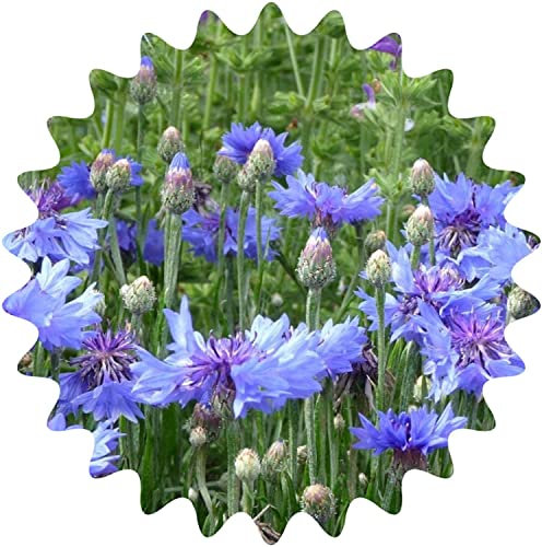 Aciano (Centaurea cyanus)/50 semillas/casi ningún cuidado/apícola