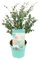 Eucalyptus Gunnii 'Azura' - Planta de eucalipto - Plantas de jardín - Resistente - ⌀19 cm - 40-60 cm