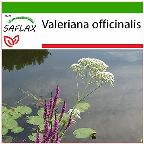 SAFLAX - Valeriana - 200 semi - Con substrato - Valeriana officinalis