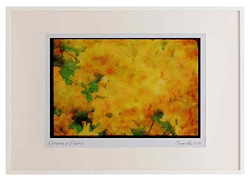 Wild Flowers Plants 013001 Golden Throated Yellow Azaleas Watercolour A2 Picture Frame Limited Edition A3