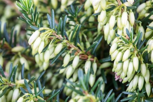 Erica carnea 'Isabell' 11x11 cm Topf – Winterhart, Immergrün, Pflegeleicht – Schneeheide – Bodendecker für Beet & Steingarten