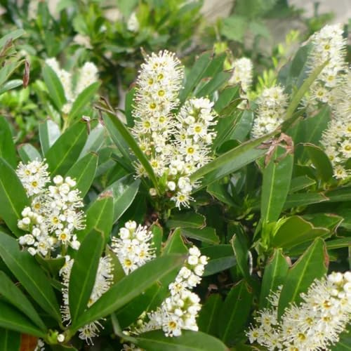 Semi di alloro ciliegia, Prunus laurocerasus, rare di alloro ciliegio resistenti, giardino resistenti per il giardino esotici 20pcs