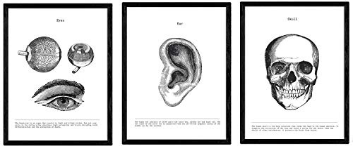 Nacnic-Set von 3 Schwarz-Weiß-Anatomie-Poster mit Bildern des menschlichen Körpers. Packung von Blättern auf Biologie mit Augen, Ohr und Schädel. A3 Größe. Mit Marco.