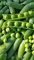 Graines Pois (petit pois) merveille de kelvedon - sachet 200 grammes (environ 600 graines) - Graines de style