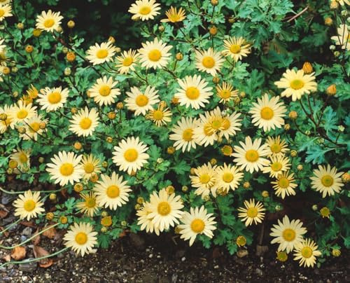 Chrysanthemum arcticum Hybride 'Schwefelglanz' 9x9 cm Topf – Winterhart, Mehrjährig, Pflegeleicht – Garten-Chrysantheme – Staude für Beet & Rabatte