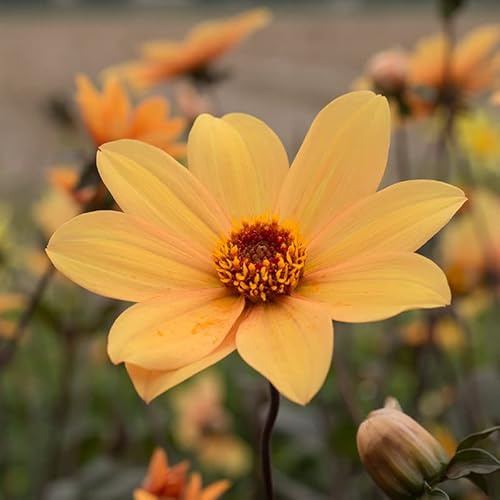 Dahlie Bishop of York | 1 Stück | Knolle | Gelb | 100% Blütegarantie | QFB Gardening
