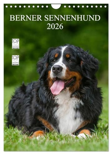 Berner Sennenhund 2026 (Wandkalender 2026 DIN A4 hoch), CALVENDO Monatskalender: Berner Sennenhunde auf 13 wundervollen Fotos (CALVENDO Tiere)