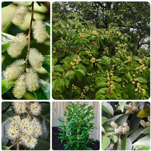 Semi di alloro ciliegia, Prunus laurocerasus, giardino resistenti perenni di alloro ciliegio resistenti, arbusti a crescita rapida vecchie varietà di arbusti 150pcs