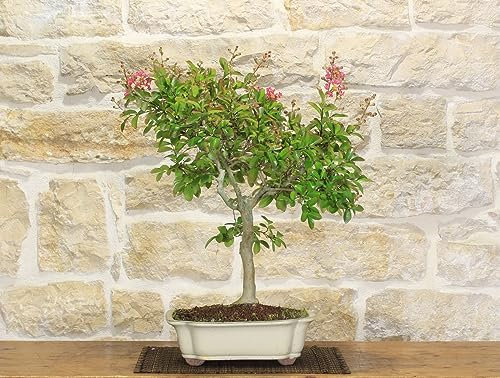 Fuchsia Fleur Lagerstroemia Bonsaï(37)