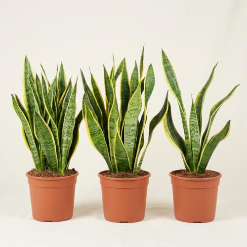 Bogenhanf | 3er-Set | Sansevieria laurentii | ca. 40-50 cm | ø 12-15 cm Topf | Pflegeleichte Zimmerpflanzen für Wohnung und Büro | Qualität vom Pflanzen Profi | Ideale Raumbegrünung